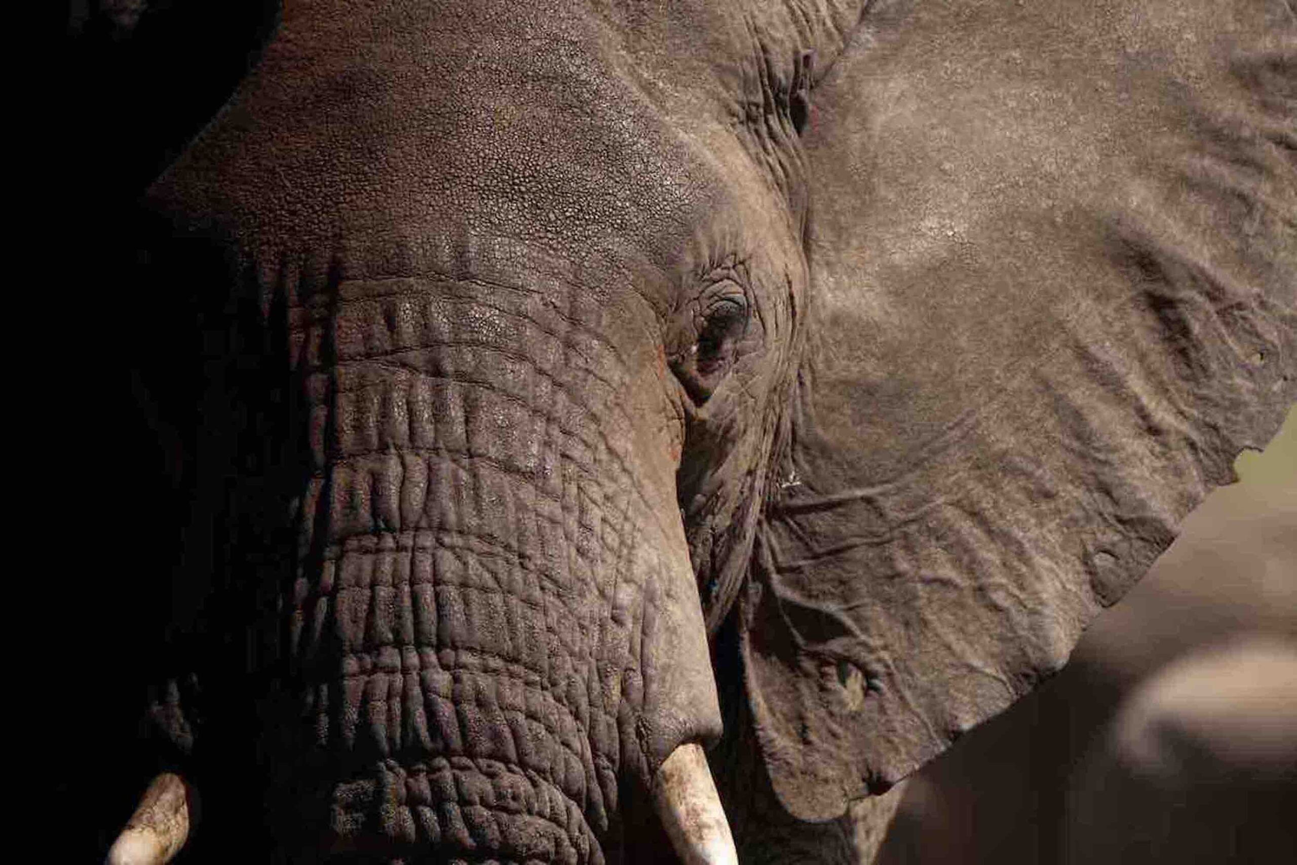 Parque Nacional de Tarangire - experiencia de lujo