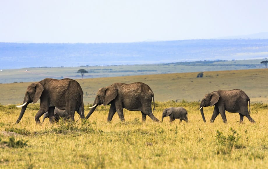 Safaris para toda la familia