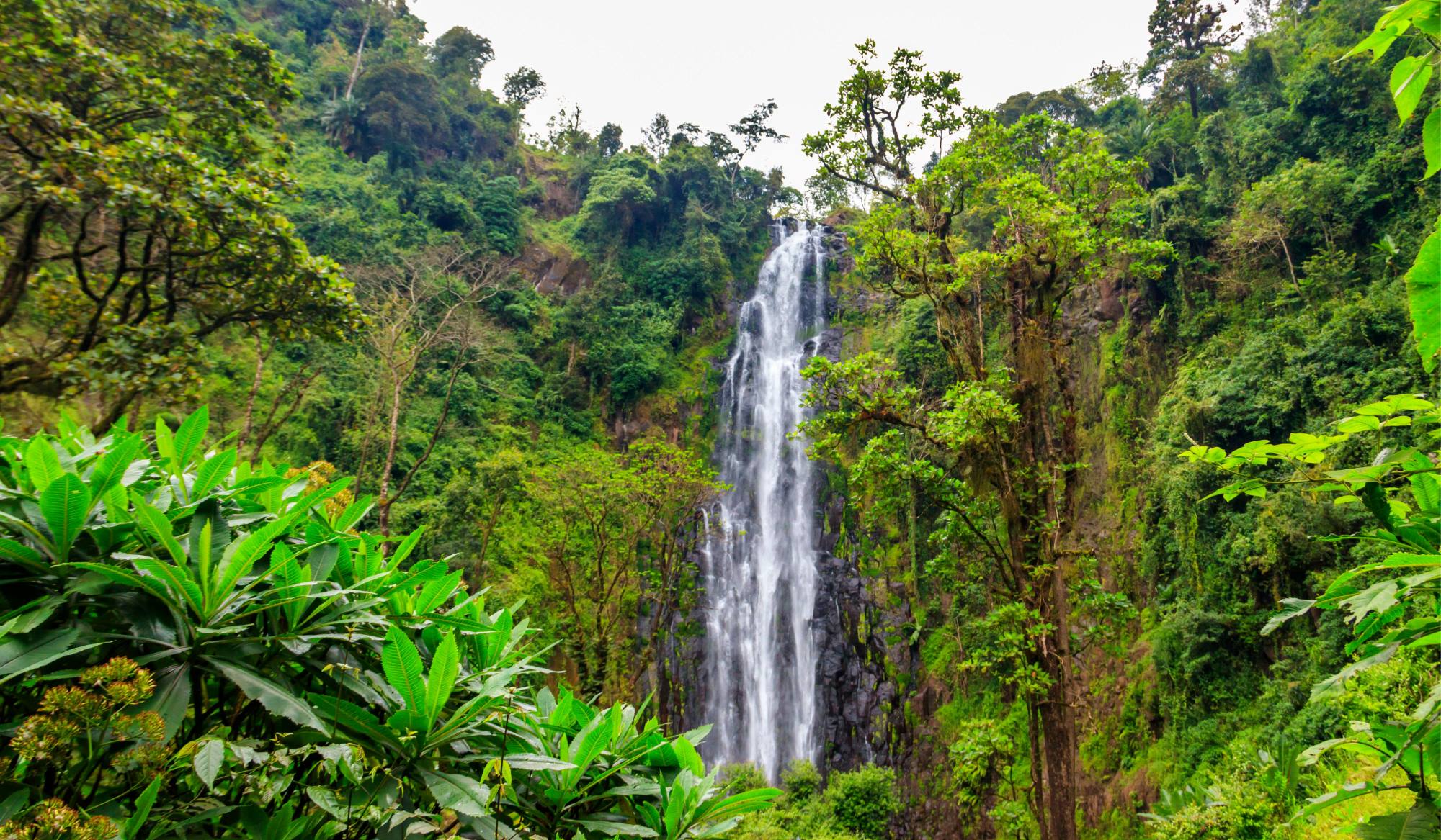Ruta desde el pueblo Materuni hasta la cascada de Kuringe