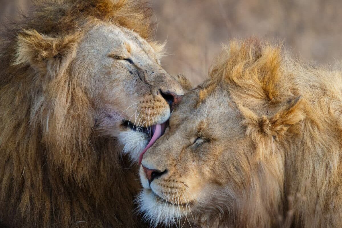 Lions Ngorongoro Crater Tanzania Africa