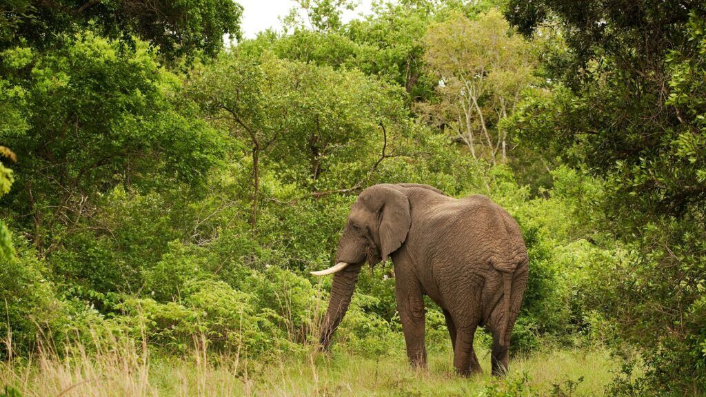 Safari a pie Tarangire 