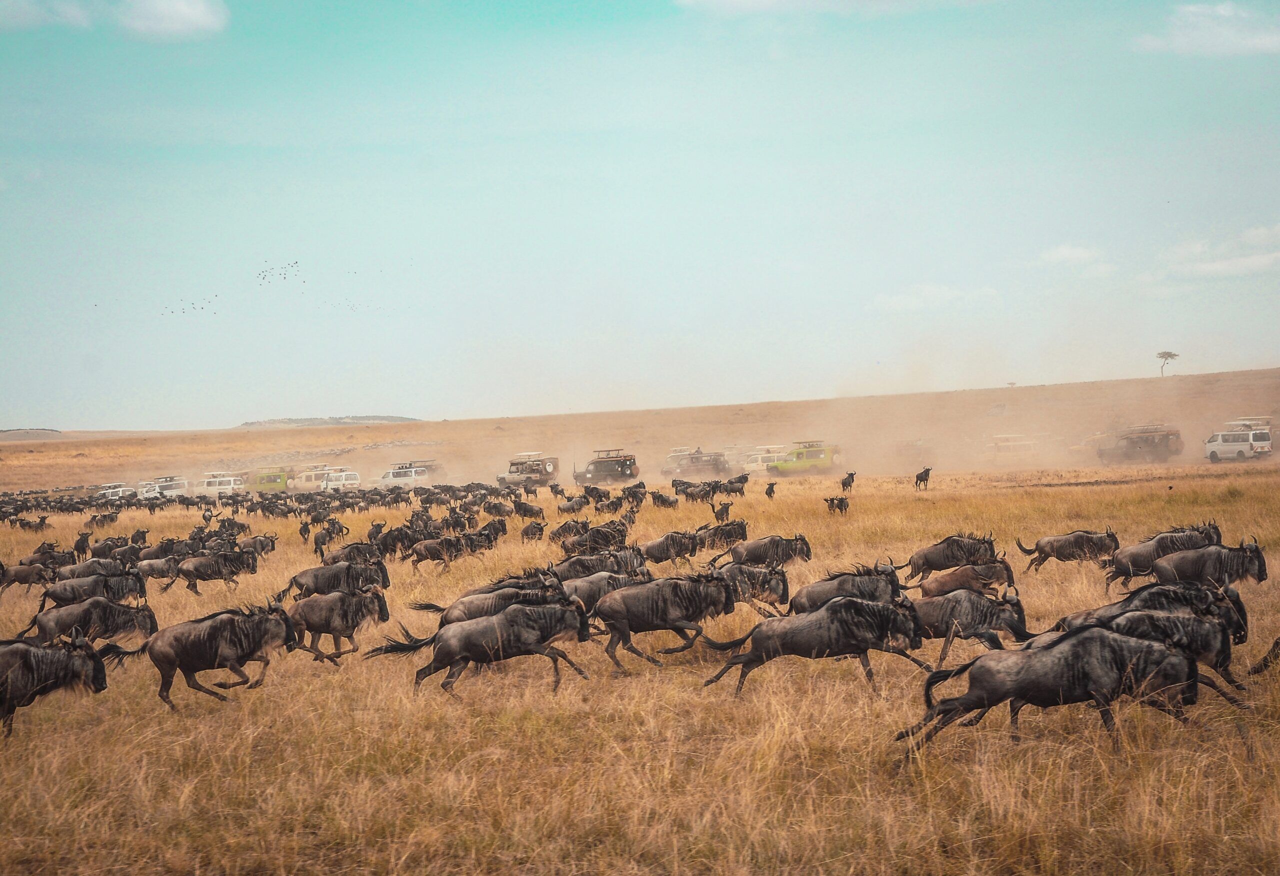 Great WiLDEBEEST migration tanzania specialist Robbin Meulemans