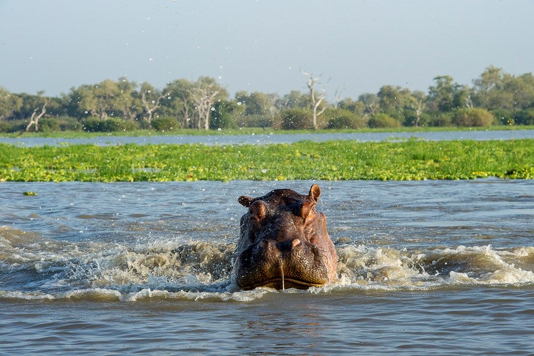 Selous game reserve hippo