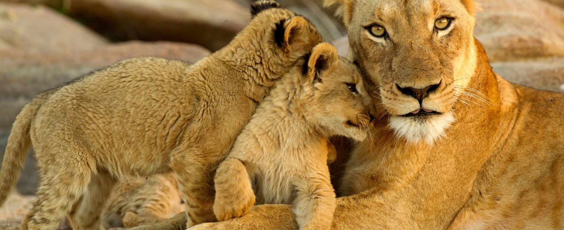 familia de leones