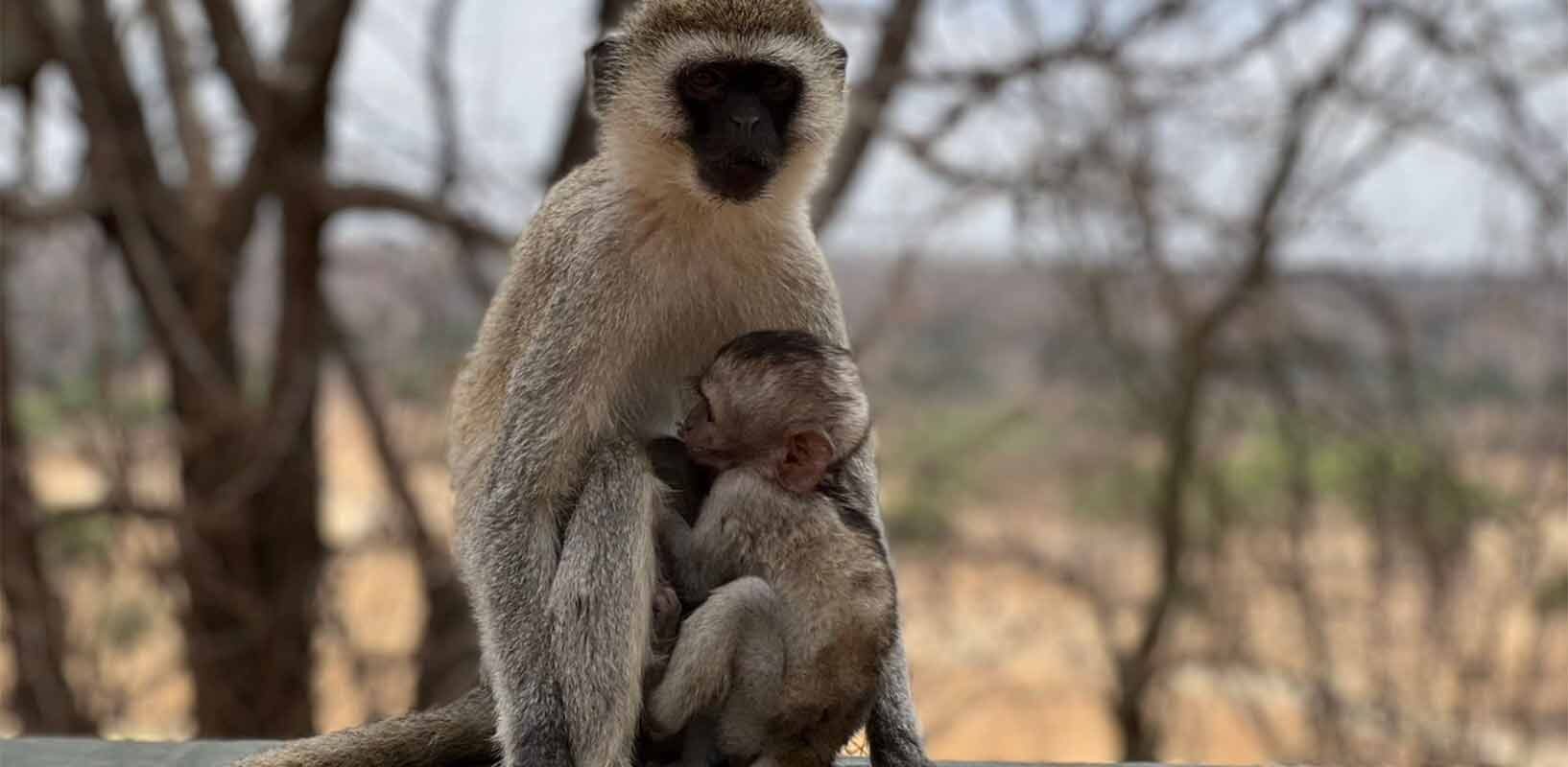 Consejos observar animales safari