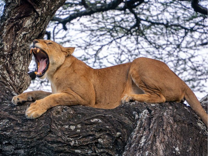 Qué ver en el Serengeti