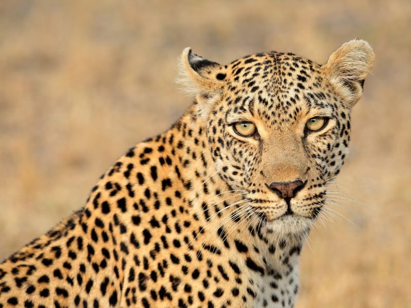mejores lugares para ver leopardos en Tanzania