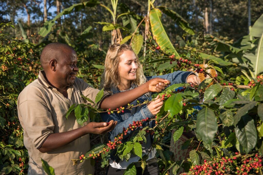 tanzania specialist coffee tour with guest and tanzania guide