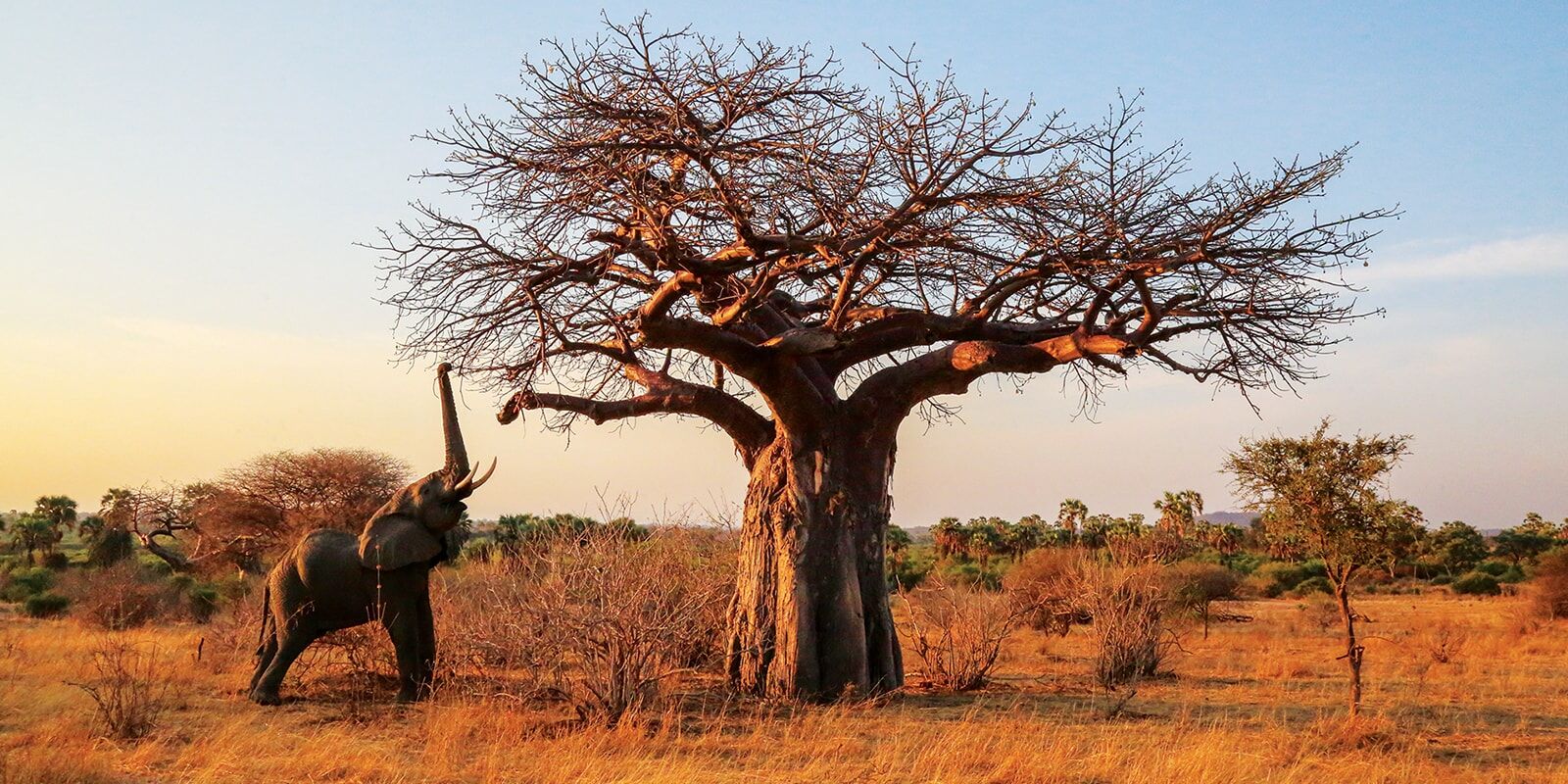 Parque Nacional Ruaha