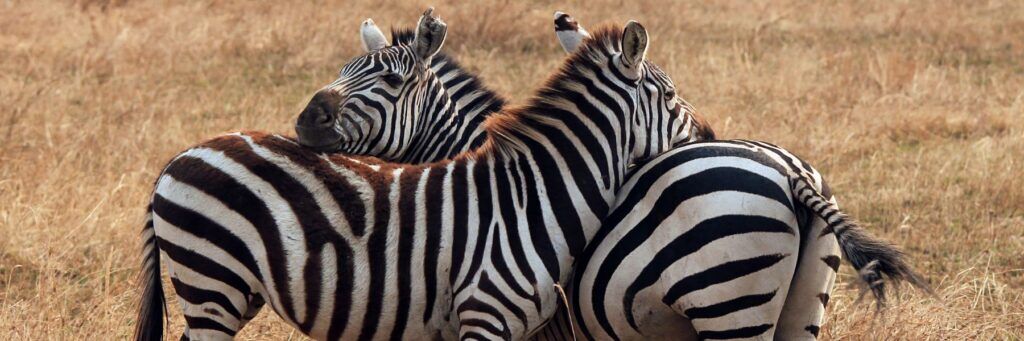 tanzania para parejas