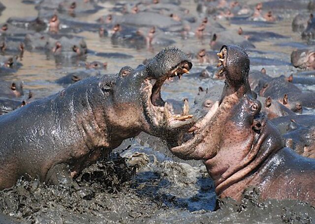Katavi national park hippos fighting