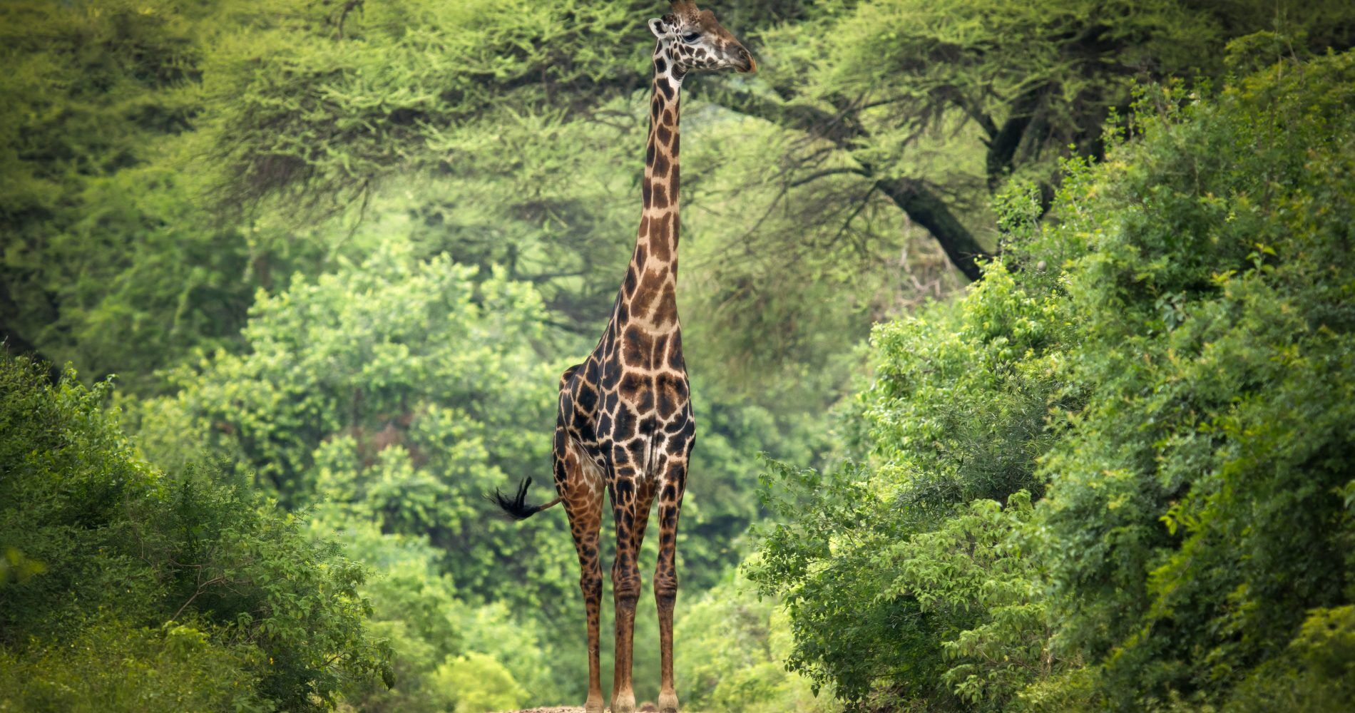 Giraf op de weg in ngorongoro, tanzania