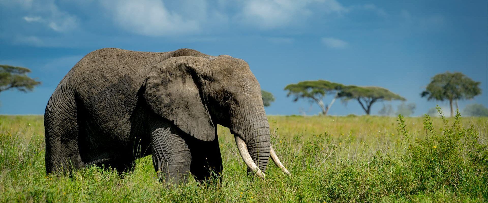 Avista elefantes con Tanzania Specialist