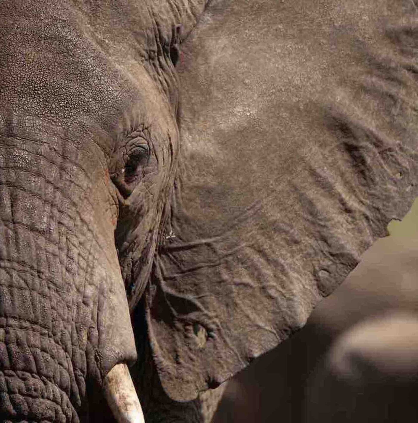 Elefante