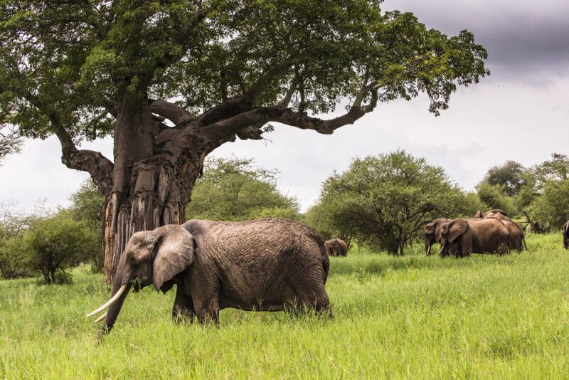 Parque Nacional Tarangire