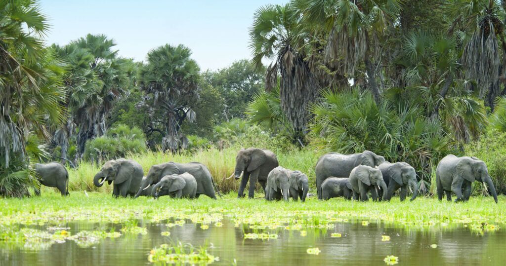 Selous game reserve elephants