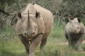 Parque Nacional Mkomazi