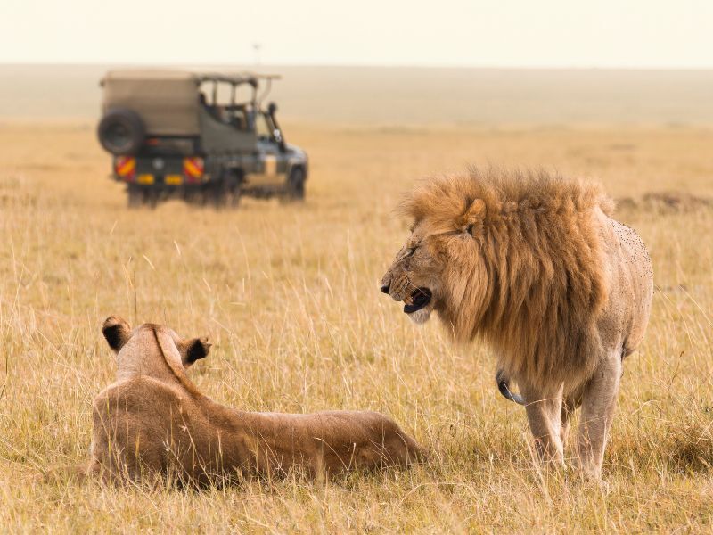errores a evitar en un safari