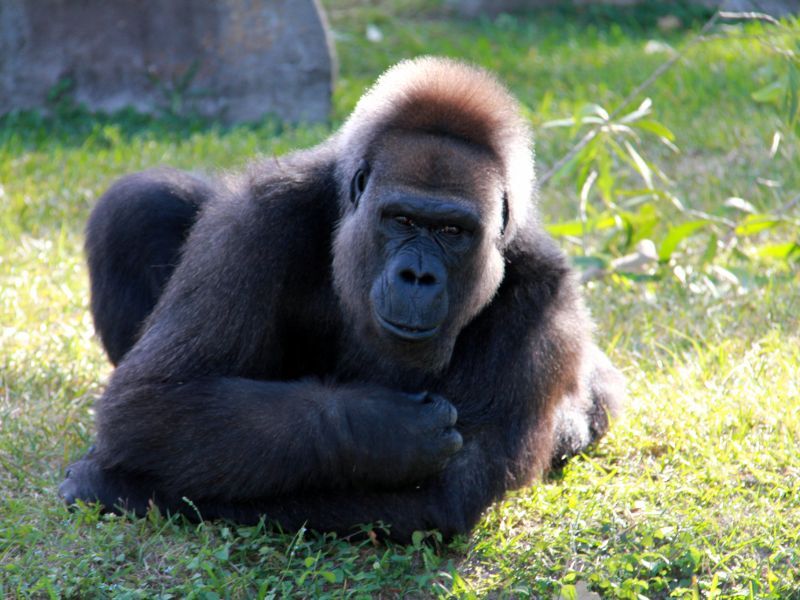 tipos de primates tanzania