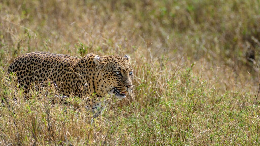 Leopardo
