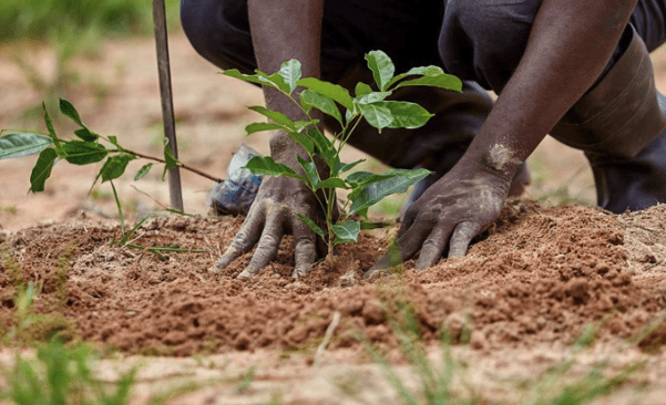 reforestación en Tanzania